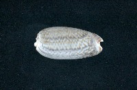 藏品(寡婦榧螺)的圖片